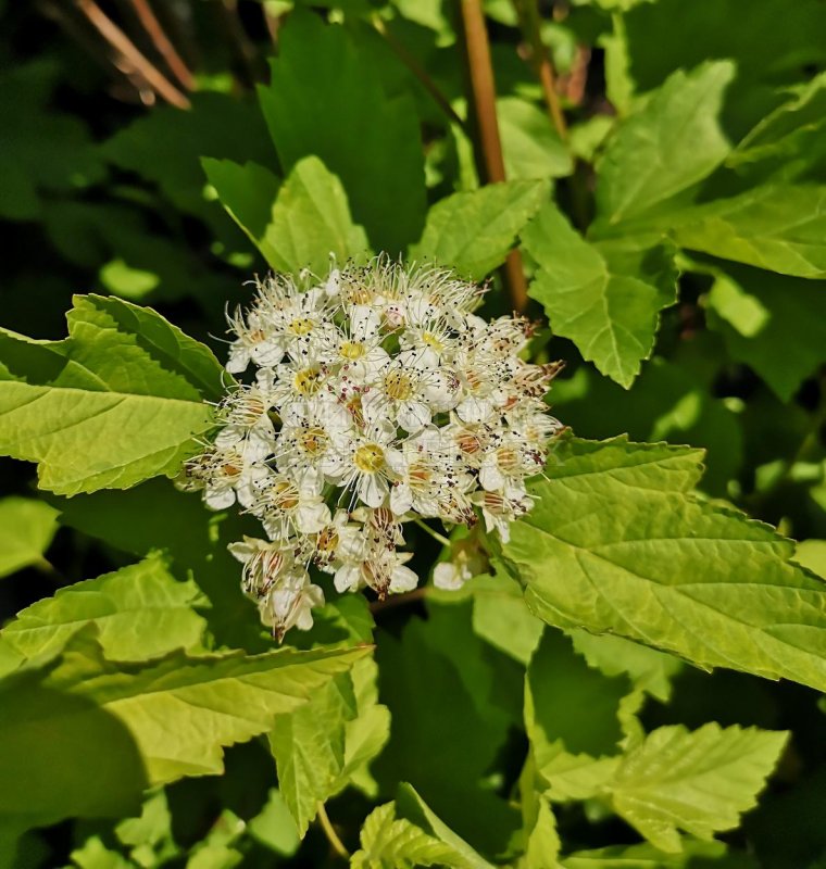 Physocarpus alternans