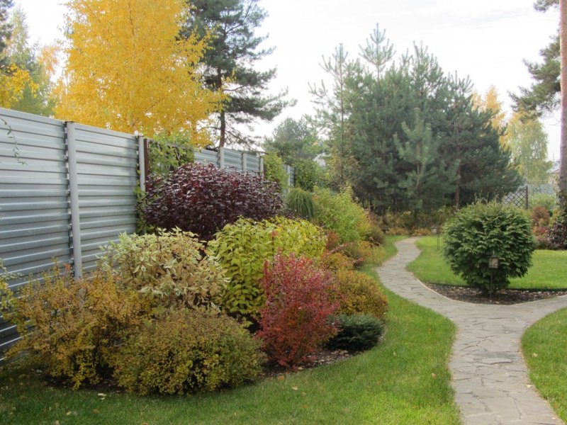 Дерен белый (Cornus Alba `Aurea`)