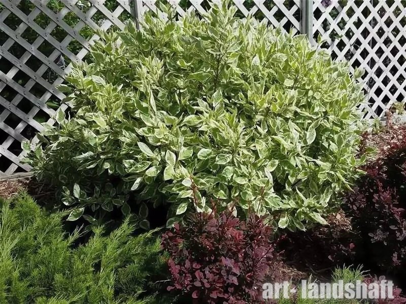 Дерен белый (Cornus Alba `Ivory Halo`)
