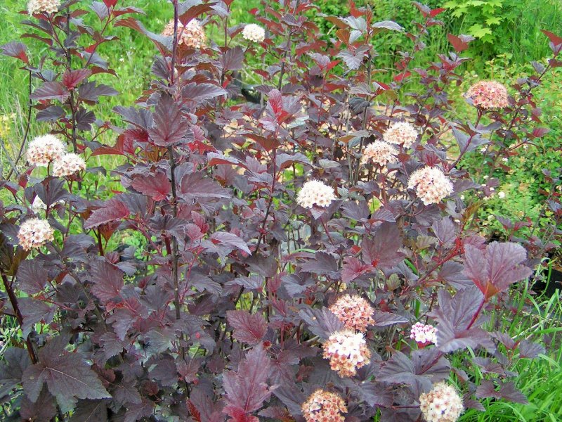Пузыреплодник калинолистный (Physocarpus opulifolius `Fireside`)