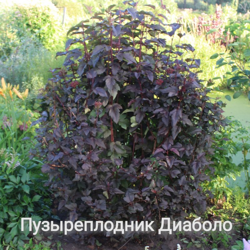 Пузыреплодник Пурпл