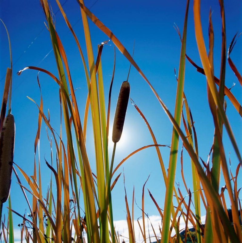 Камыш (Scirpus