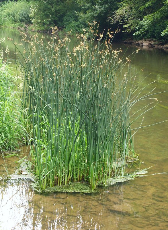 Камыш Озёрный Scirpus lacustris
