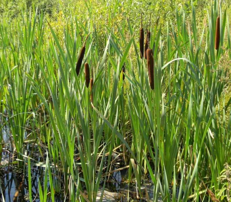 Рогоз Typha angustifolia