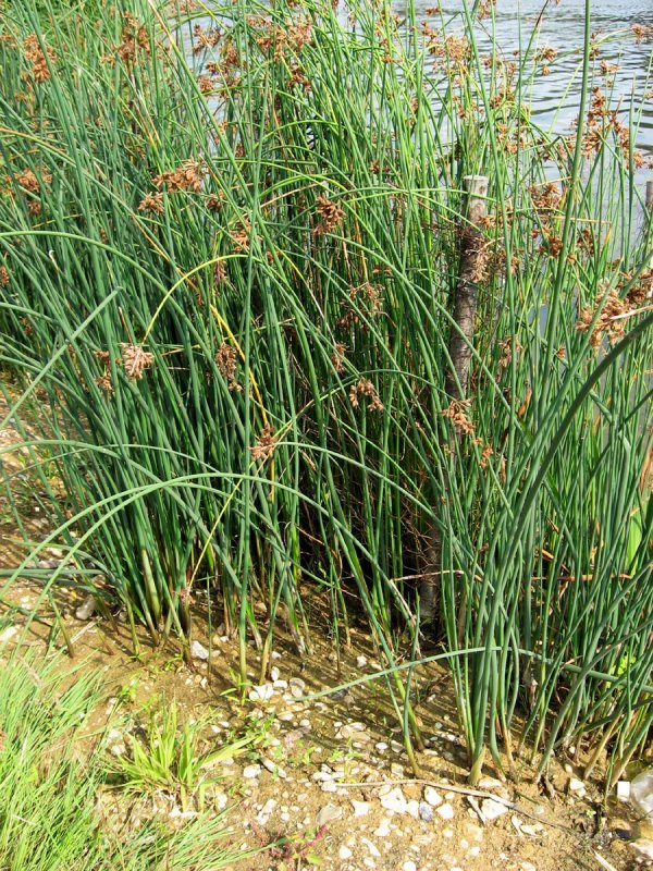 Scirpus lacustris
