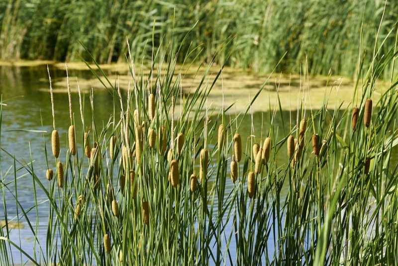 Камыш (Scirpus