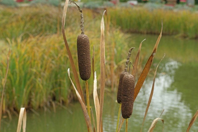 Рогоз Typha latifolia