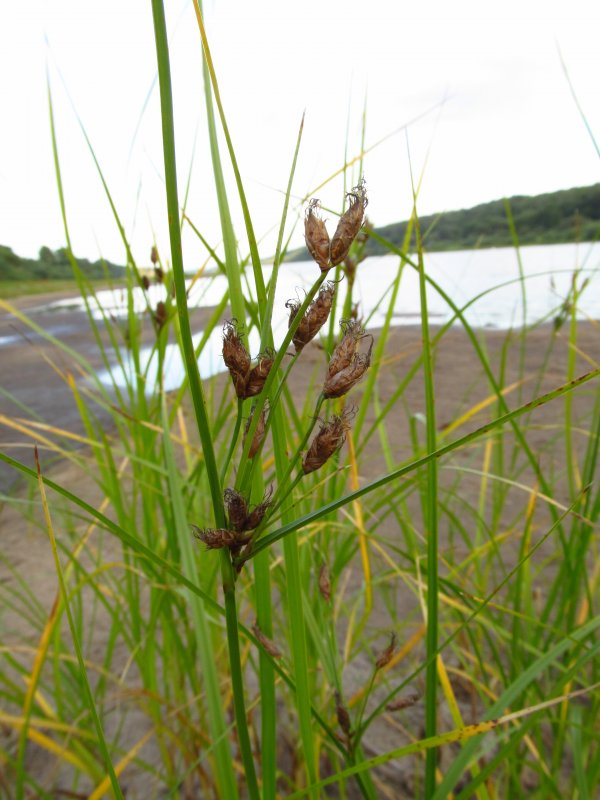 Камыш Озёрный Scirpus lacustris