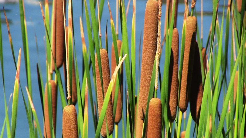Рогоз узколистный – Typha angustifolia l.