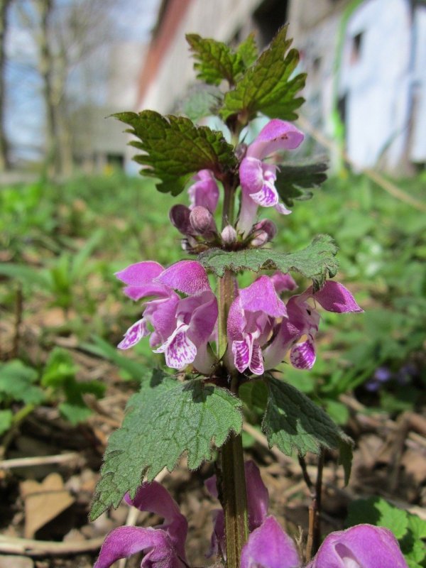 Яснотка (Lamium)