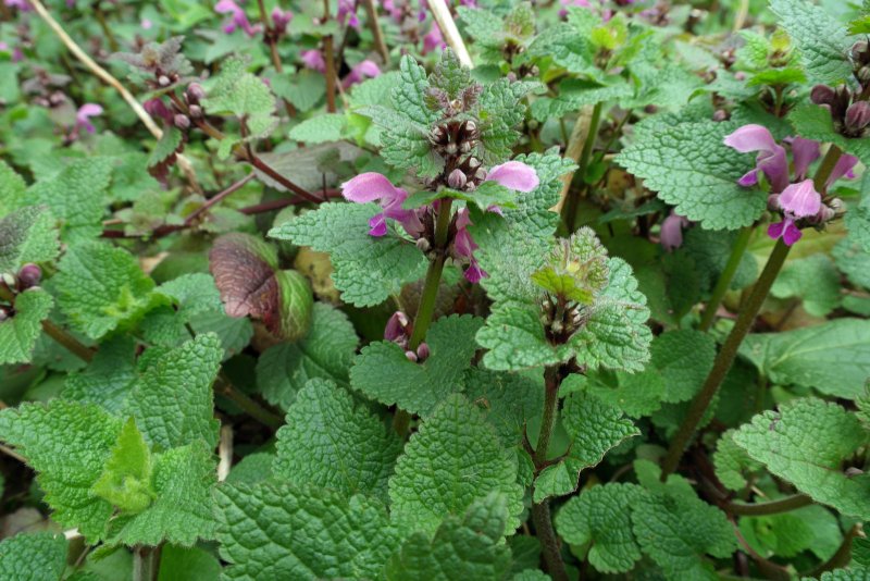 Яснотка пятнистая (Lamium maculatum)