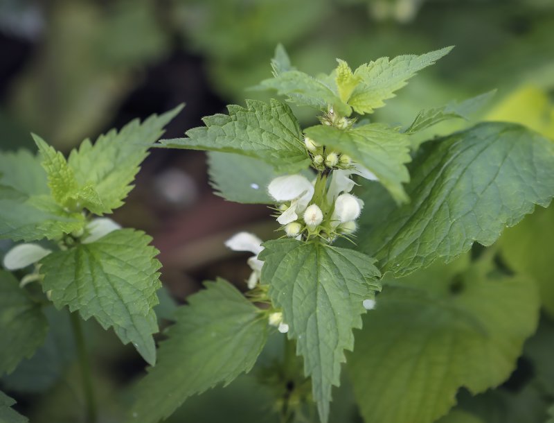 Яснотка пятнистая (Lamium maculatum)
