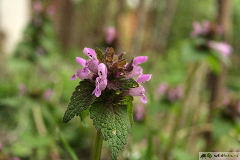 Яснотка (Lamium)