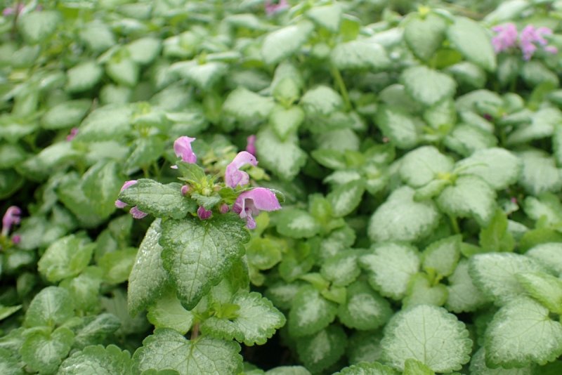 Lamium purpureum