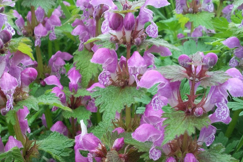 Яснотка пятнистая (Lamium maculatum)