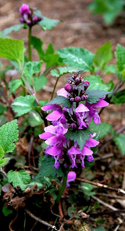 Яснотка пятнистая (Lamium maculatum)
