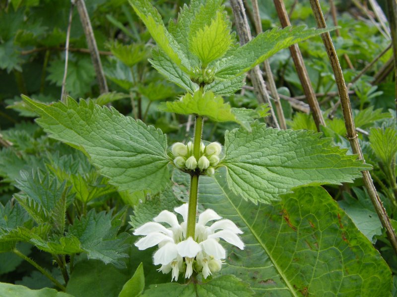 Яснотка пятнистая (Lamium maculatum 'Red Nancy')