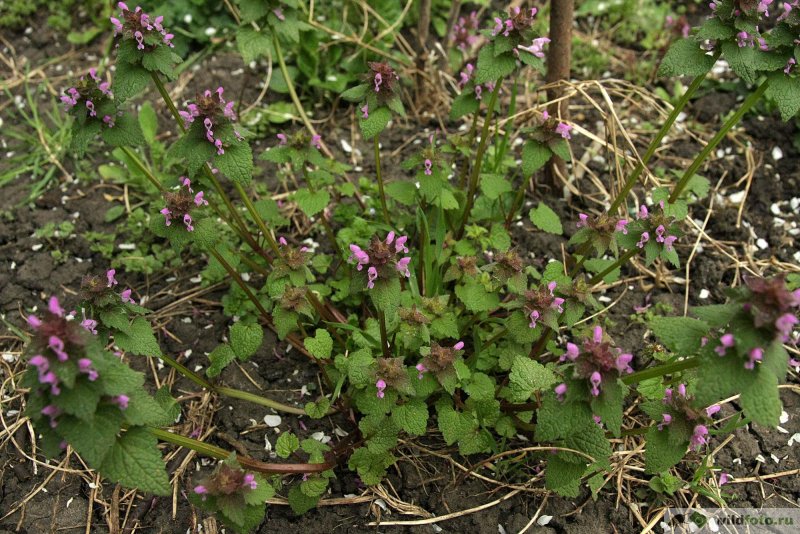 Яснотка белая (Lamium album)