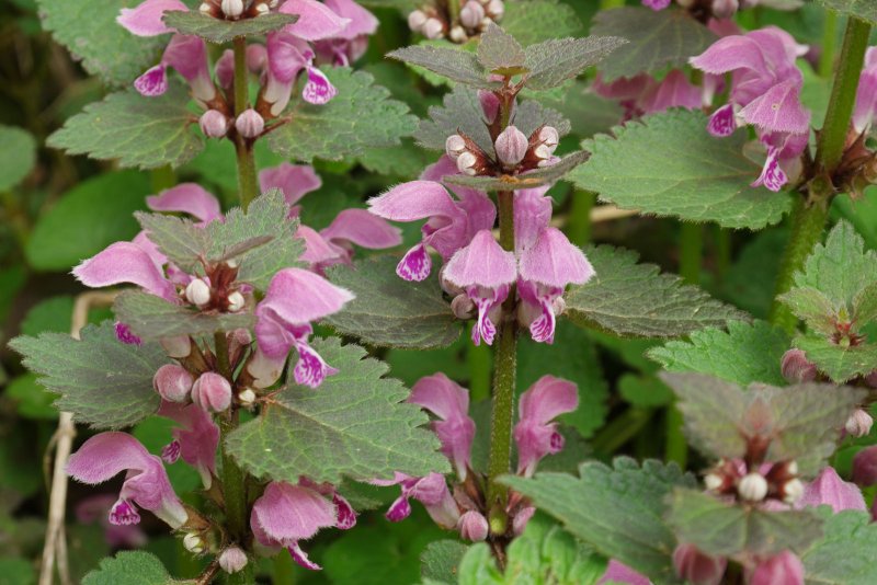 Яснотка (Lamium)