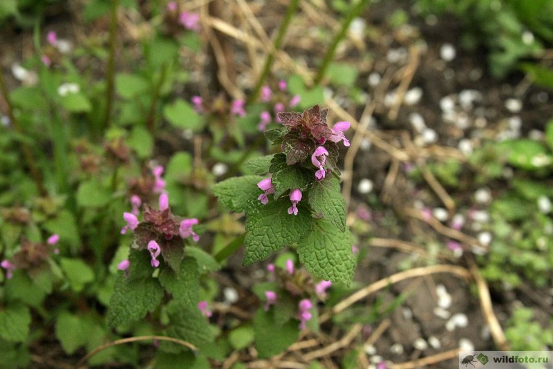 Яснотка пятнистая (Lamium maculatum)