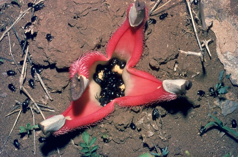 Раффлезия Арнольди Rafflesia arnoldii