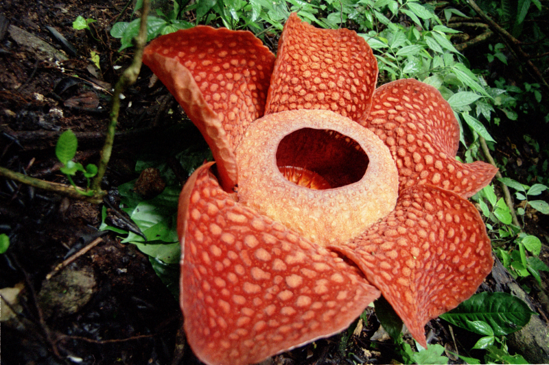 Тrametes sanguinea