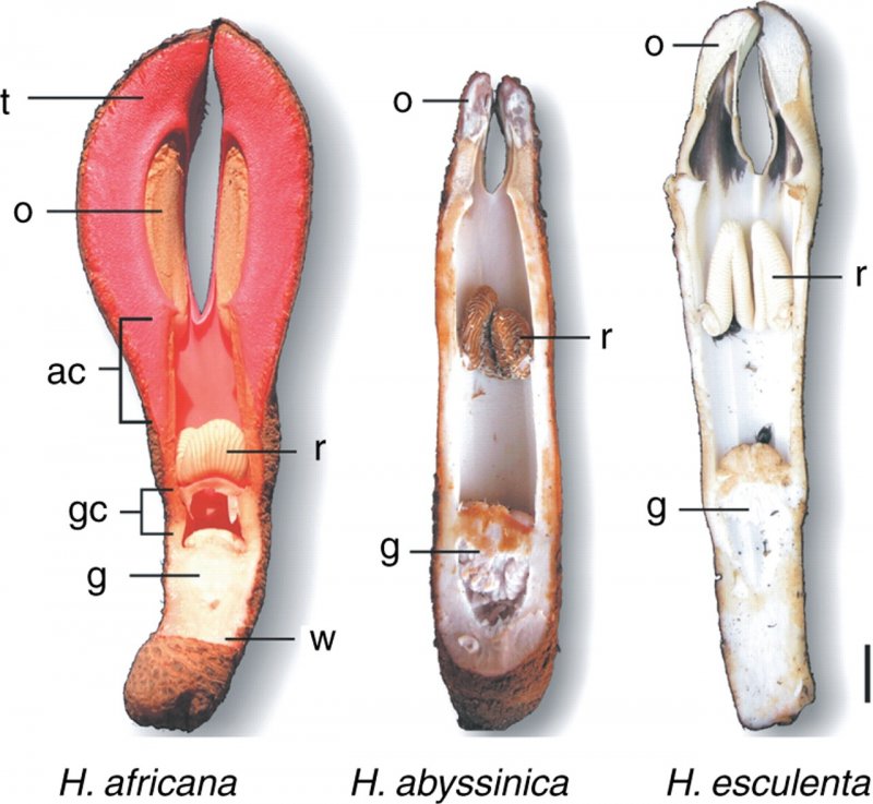 Hydnora africana фото