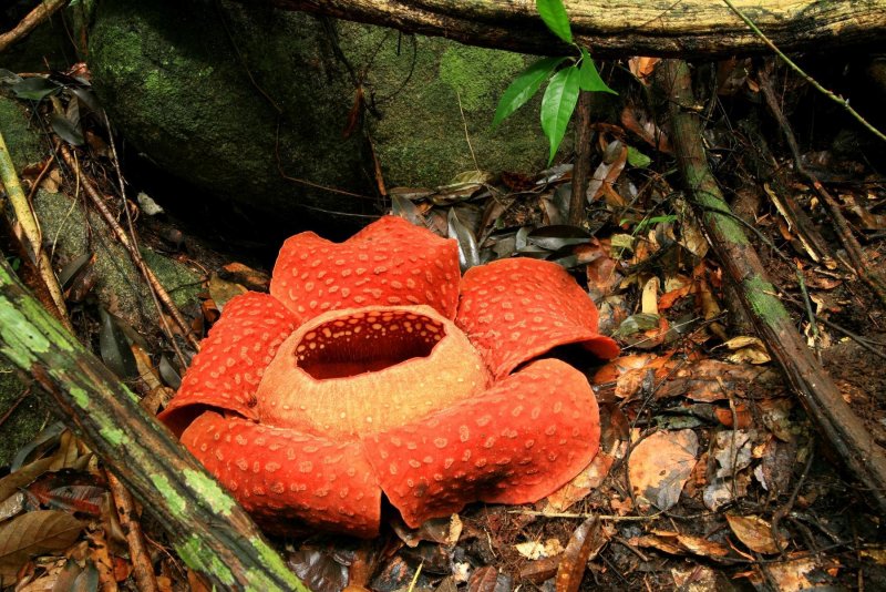 Раффлезия Арнольда (Corpse Flower)