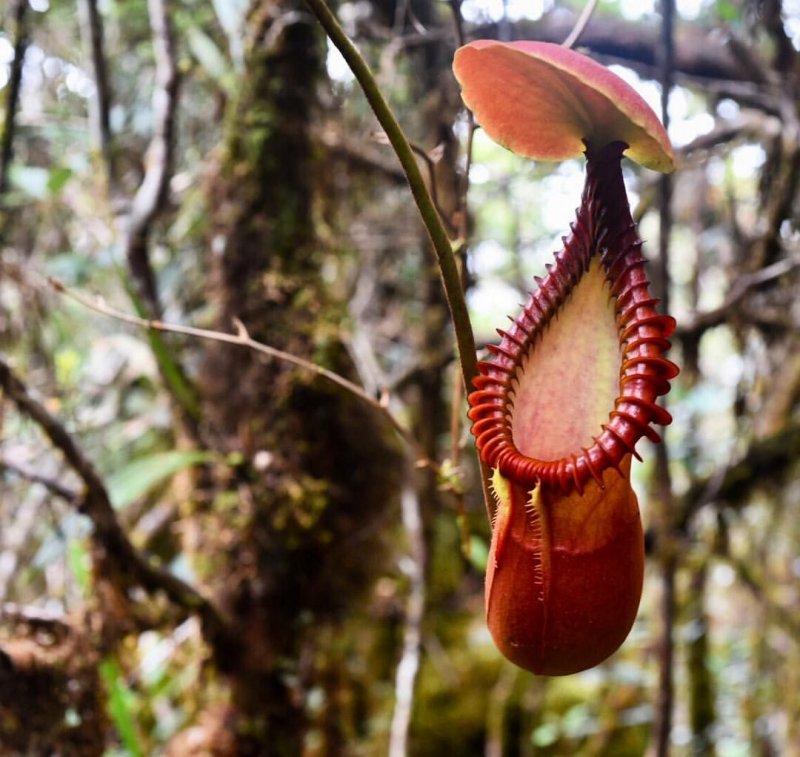 Непентес Аттенборо (Nepenthes attenboroughii)