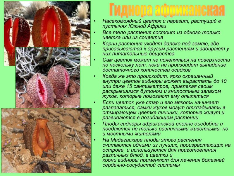 Раффлезия Арнольди Rafflesia arnoldii