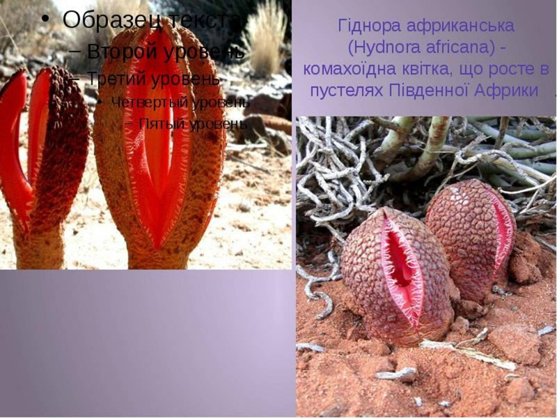Гиднора Африканская личинки