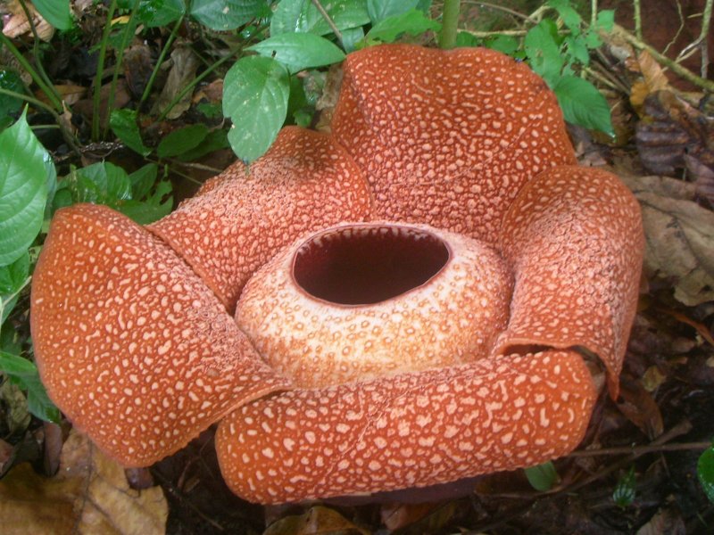 Раффлезия Арнольди