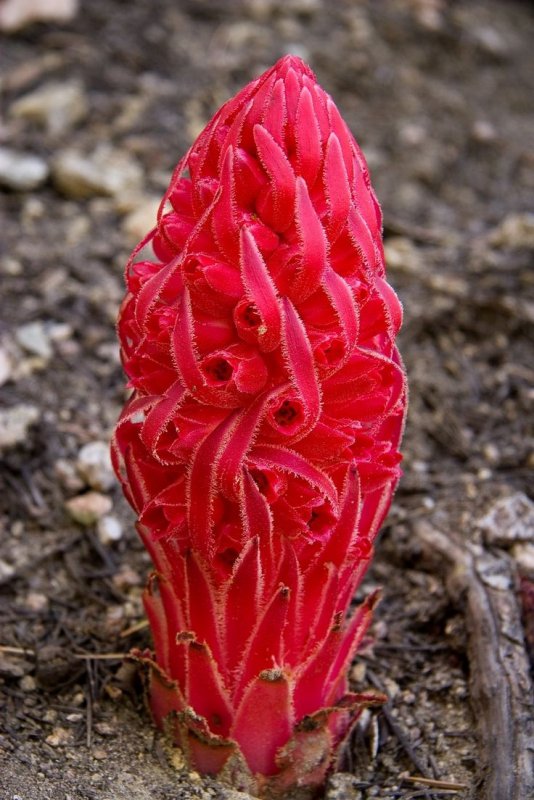Непентес (кувшиночник) Nepenthes