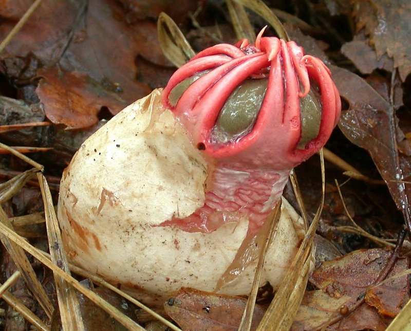 Голопаразит Hyobanche sanguinea
