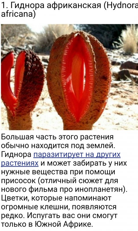 Гиднора Африканская