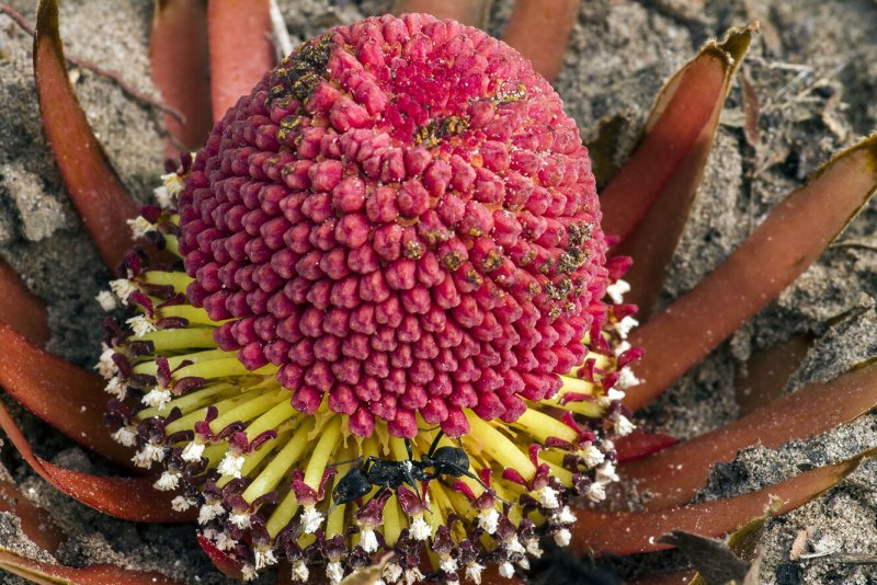 The Strangest Plants in the World