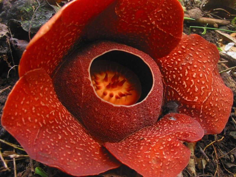 Раффлезия Арнольди
