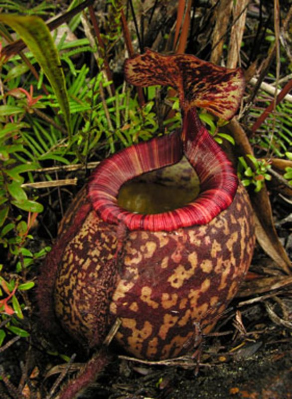 Calceolaria uniflora