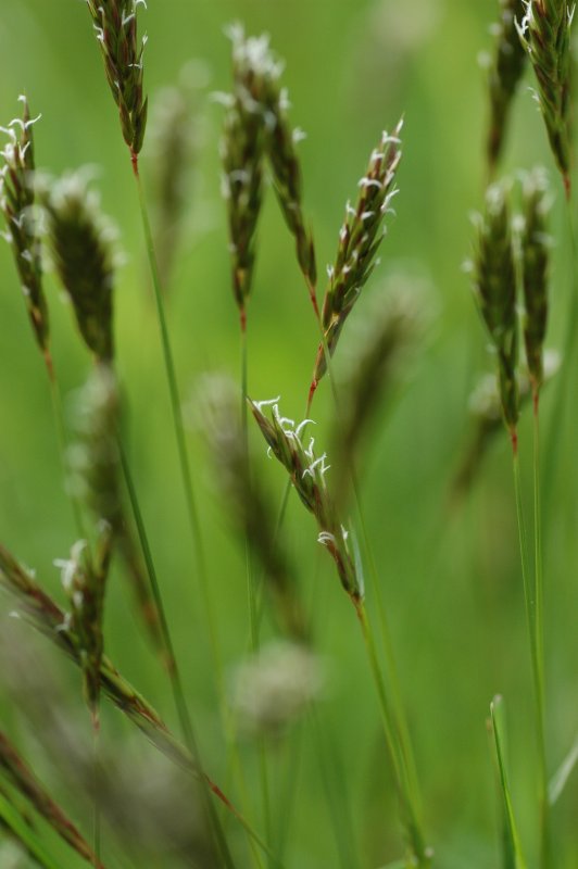 Anthoxanthum odoratum