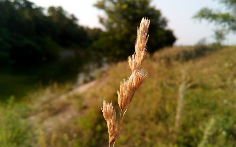 , Ячмень (Hordeum),