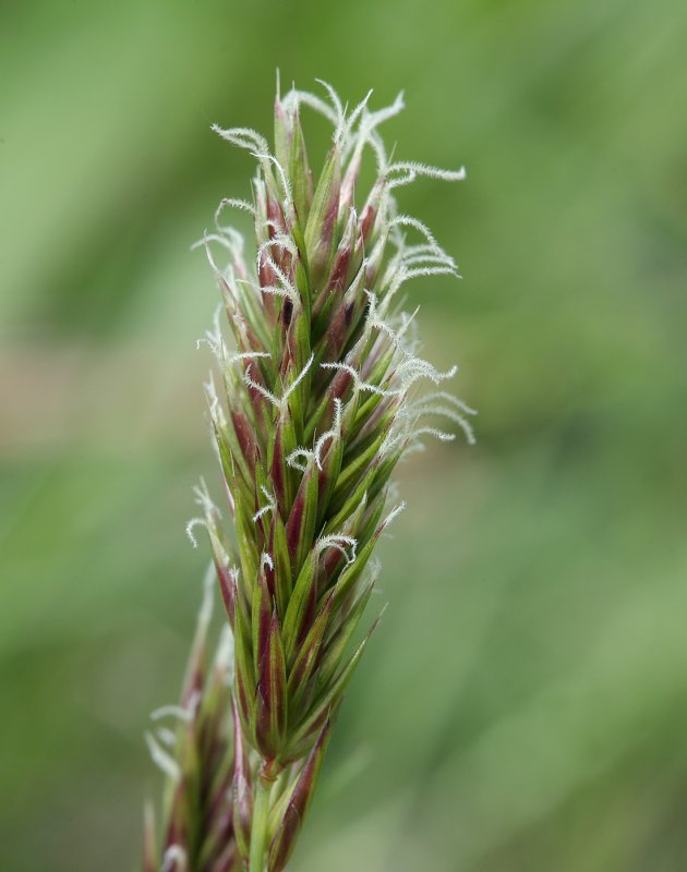 Душистый колосок Anthoxanthum odoratum