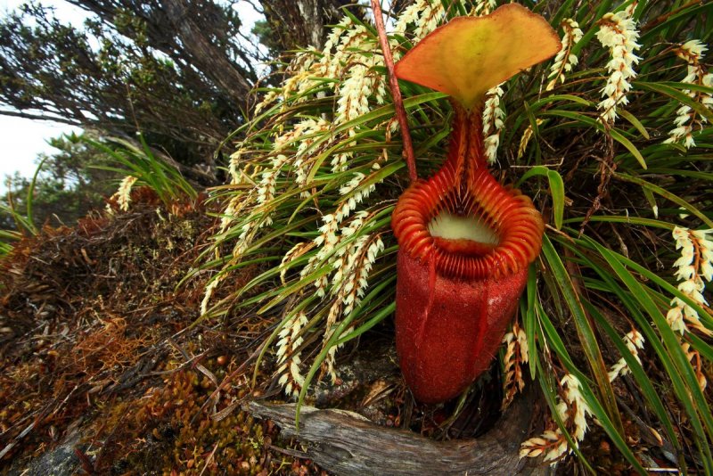 Plant diversity foto