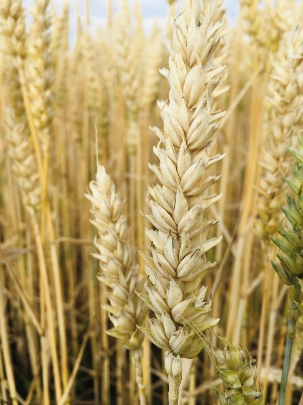 Колосок Alopecurus pratensis