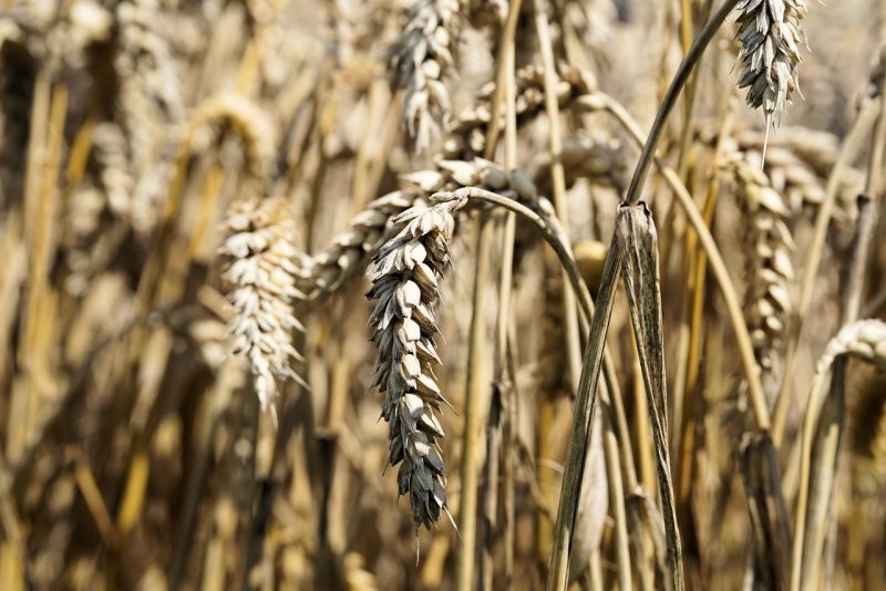 Poaceae Barnhart