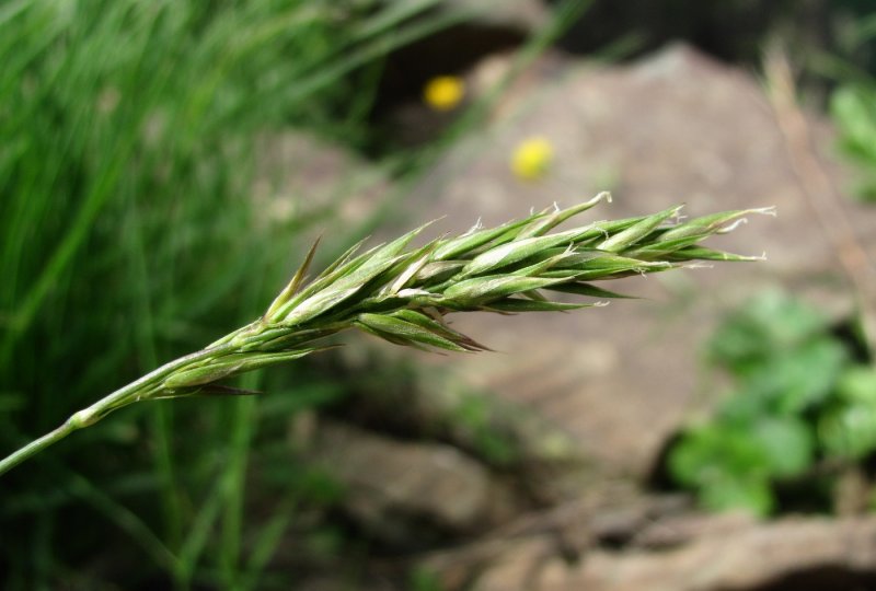 Anthoxanthum odoratum