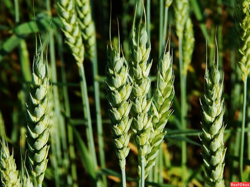 Spikelets grass