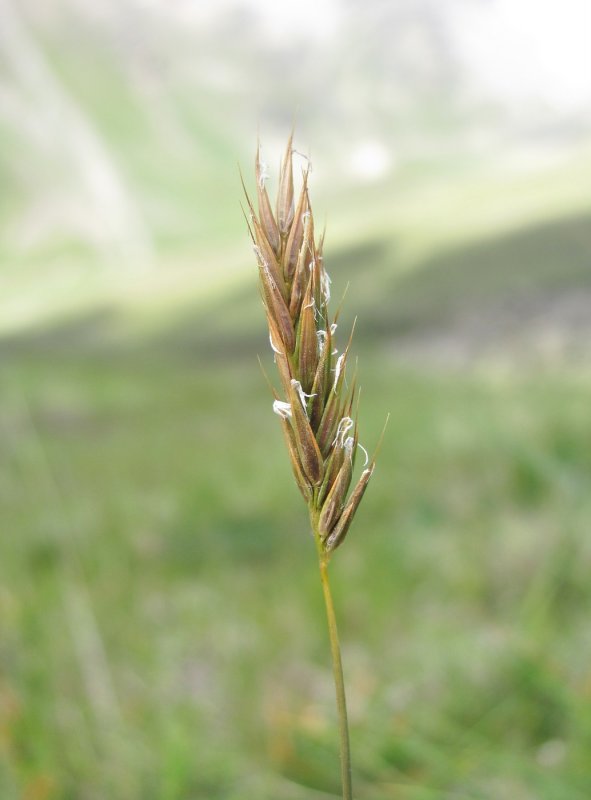 Колосок Anthoxanthum odoratum