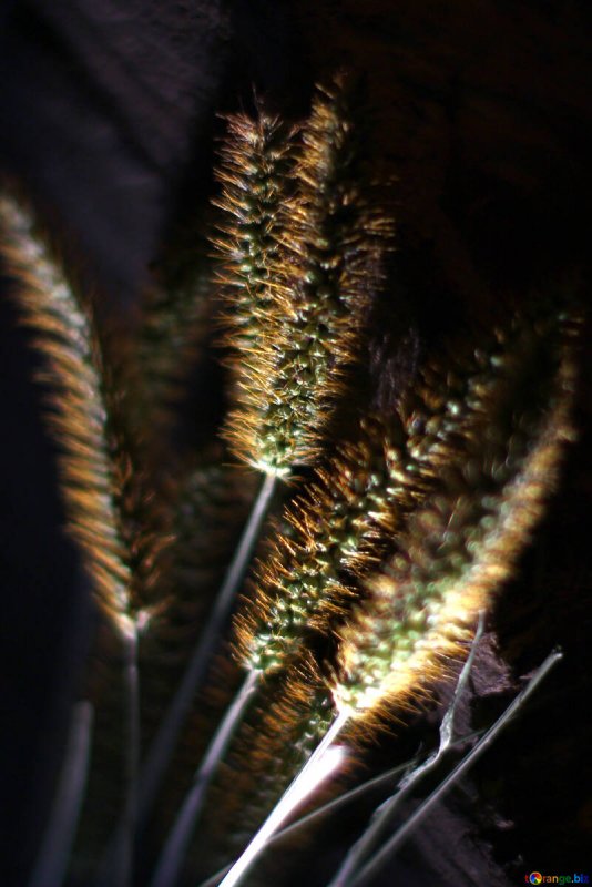 Triticum turgidum