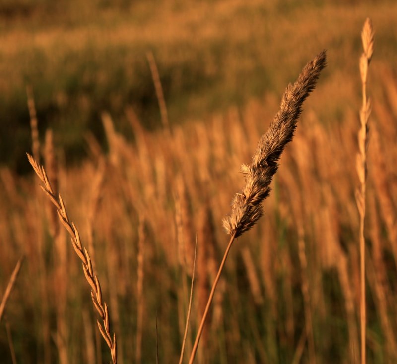 Anthoxanthum odoratum