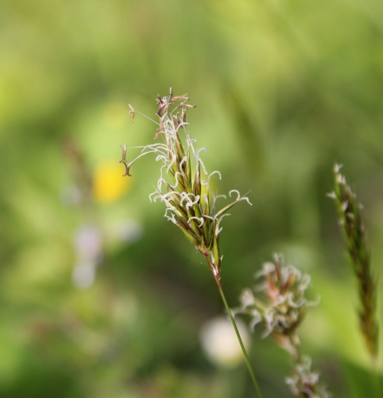 Колосок Anthoxanthum odoratum